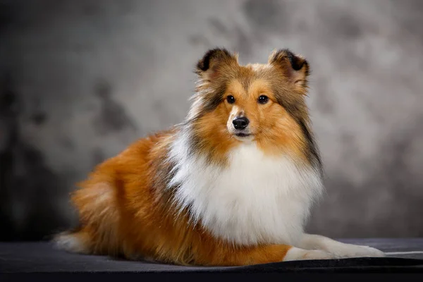 Mały Sheltie Pies Studio Mglistym Tle — Zdjęcie stockowe