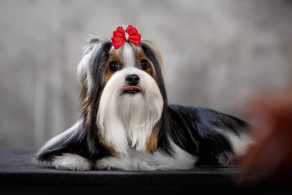 Biewer Hond Nieuw Ras Variant Van Yorkshire Terriër Met Strik — Stockfoto