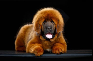 Siyah arka planda sevimli Tibet mastifi köpek yavrusu