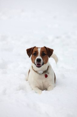 Akıllı Jack Russell teriyeri karda oturmuş kameraya bakıyor.