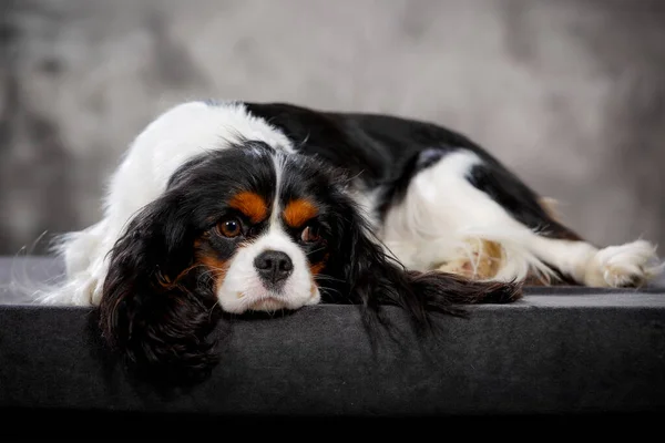 Cavaler Koning Charles Spaniel Puppy Poseren Studio — Stockfoto