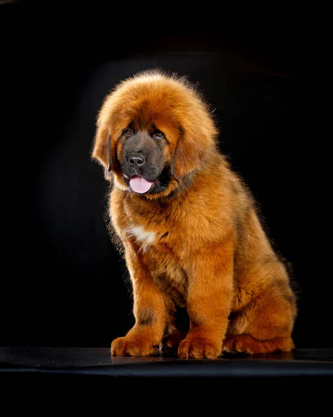 Lindo Cachorro Mastín Tibetano Sobre Fondo Negro — Foto de Stock