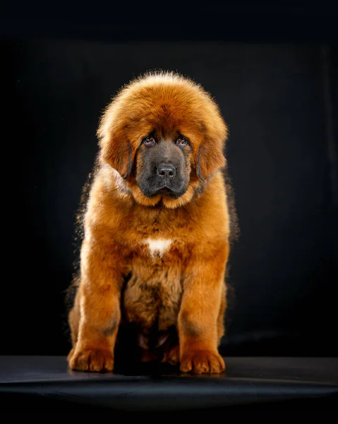 Lindo Cachorro Mastín Tibetano Sobre Fondo Negro — Foto de Stock