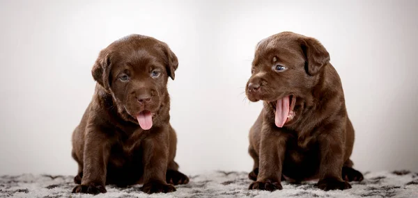 Chocolate labrador puppy in studio — Stock Photo, Image
