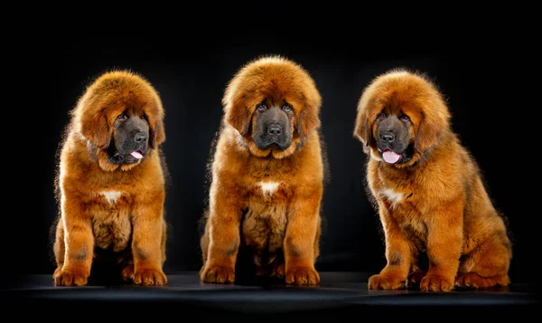 Bonitos cachorros mastim tibetano — Fotografia de Stock