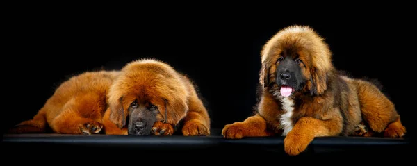 Bonito cachorro mastim tibetano — Fotografia de Stock