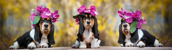 Симпатичный щенок-бассет — стоковое фото