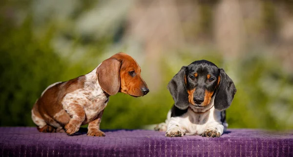 Small Daschund Puppy Posing Table Outdoors — Stock Photo, Image