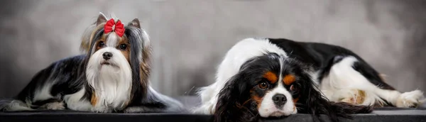 Собака Новой Породы Вариант Йоркширского Терьера Бантом Студии — стоковое фото