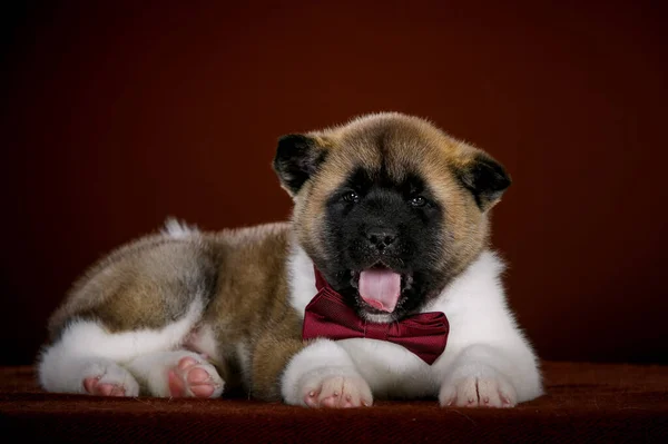 Portret Van Een Serieuze Kleine Akita Inu Hond — Stockfoto