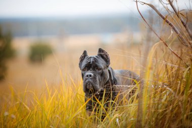 İtalyan Macun Çubuğu Corso sonbahar tarlasında poz veriyor
