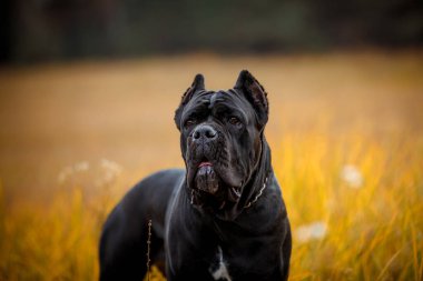 İtalyan Macun Çubuğu Corso sonbahar tarlasında poz veriyor