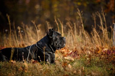 İtalyan Macun Çubuğu Corso sonbahar tarlasında poz veriyor