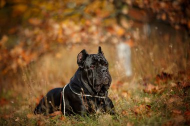 İtalyan Macun Çubuğu Corso sonbahar tarlasında poz veriyor
