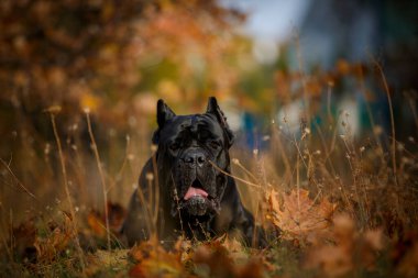 İtalyan Macun Çubuğu Corso sonbahar tarlasında poz veriyor