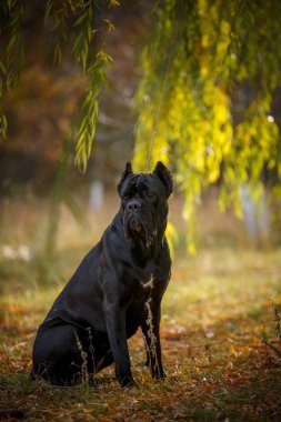 İtalyan Macun Çubuğu Corso sonbahar tarlasında poz veriyor