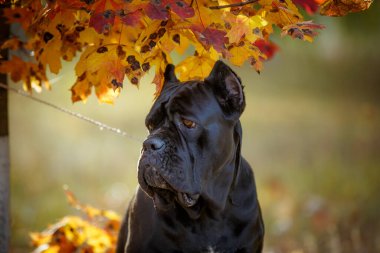 İtalyan Macun Çubuğu Corso sonbahar tarlasında poz veriyor