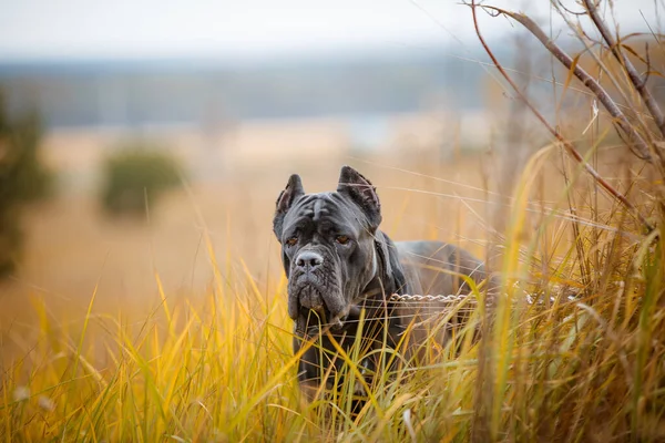 İtalyan Macun Çubuğu Corso sonbahar tarlasında poz veriyor