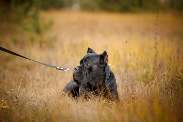 İtalyan Macun Çubuğu Corso sonbahar tarlasında poz veriyor
