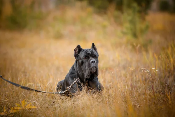 Italiaanse Mastiff Cane Corso Poseren Herfst Veld — Stockfoto
