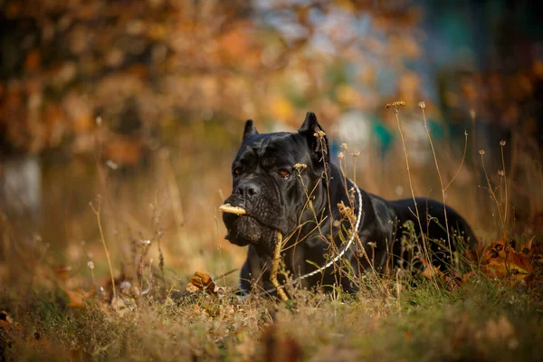 Italienska Mastiff Cane Corso Poserar Höst Fält — Stockfoto
