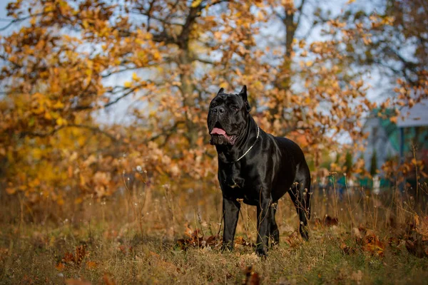 Włoski Mastif Cane Corso Pozowanie Jesiennym Polu — Zdjęcie stockowe