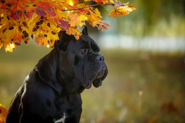 İtalyan Çubuk Corso sonbahar tarlasında