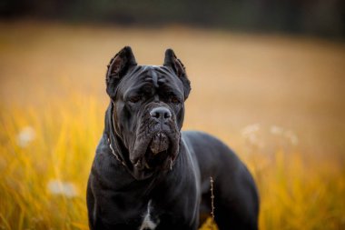 İtalyan Çubuk Corso sonbahar tarlasında