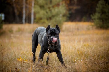 İtalyan Çubuk Corso sonbahar tarlasında