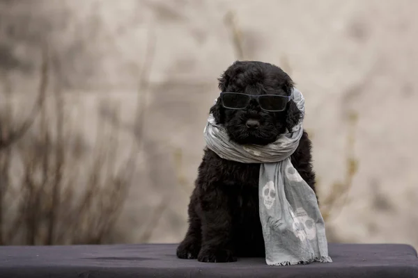 Orosz Fekete Terrier Sálat Napszemüveget Visel Szabadban — Stock Fotó