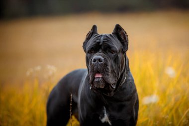 İtalyan Macun Çubuğu Corso sonbahar tarlasında poz veriyor