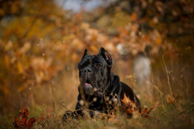 İtalyan Macun Çubuğu Corso sonbahar tarlasında poz veriyor