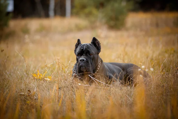 Mastim Italiano Cane Corso Posando Campo Outono — Fotografia de Stock