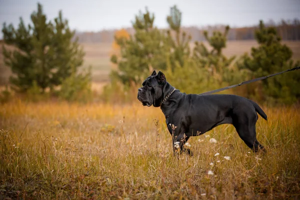 Italienska Mastiff Cane Corso Poserar Höst Fält — Stockfoto