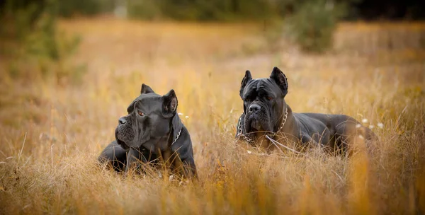 İtalyan Macun Çubuğu Corso sonbahar tarlasında poz veriyor