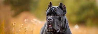 İtalyan Macun Çubuğu Corso sonbahar tarlasında poz veriyor