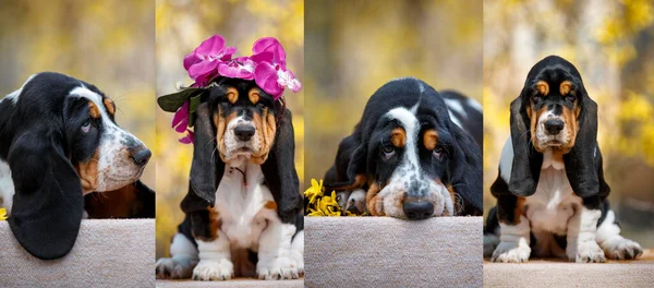 Cute Basset Hound Cucciolo Con Caduta Sfondo Con Ghirlanda Sulla — Foto Stock