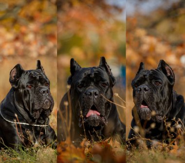 İtalyan Macun Çubuğu Corso sonbahar tarlasında poz veriyor