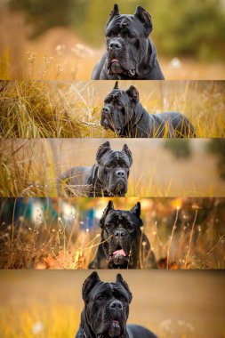 İtalyan Macun Çubuğu Corso sonbahar tarlasında poz veriyor