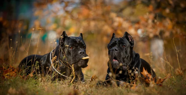 Mastín Italiano Cane Corso Posando Campo Otoño —  Fotos de Stock