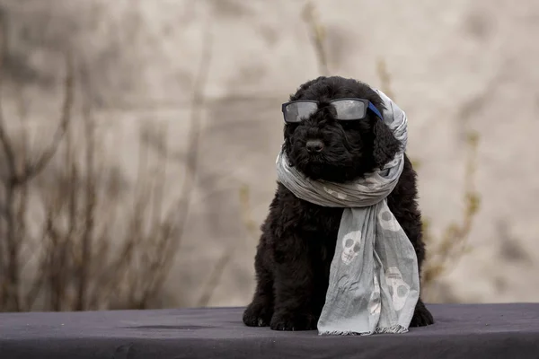 Orosz Fekete Terrier Sálat Napszemüveget Visel Szabadban — Stock Fotó
