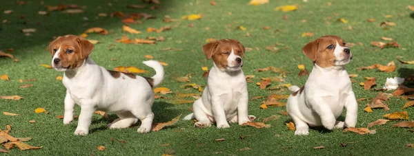 Śmieszny Jack Russel Terrier Szczeniak Zielonej Trawie Zewnątrz — Zdjęcie stockowe