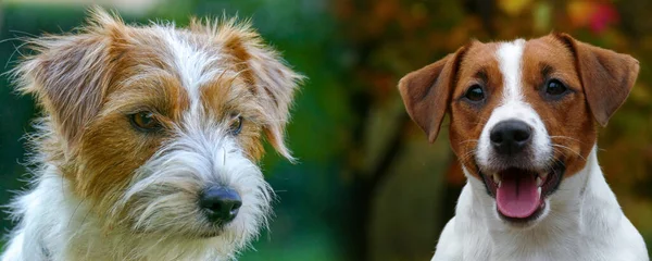 Happy Jack Russell Terrier Puppy Herfst Outdoor Portret Met Kopieerruimte — Stockfoto