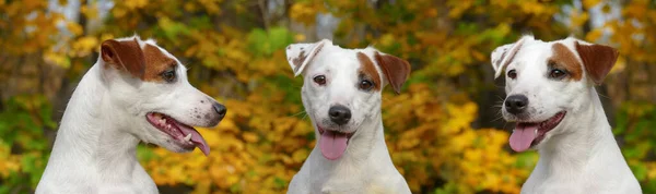 Linda Jack Russell Terrier Cão Brilhante Outono Livre Retrato — Fotografia de Stock