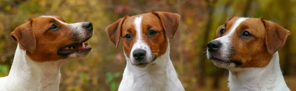 Glad Jack Russell Terrier Valp Höst Utomhus Porträtt Fokus Ögonen — Stockfoto