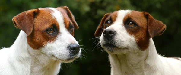 Porträtt Allvarliga Självsäkra Jack Russell Terrier Man Hund Ljus Skog — Stockfoto