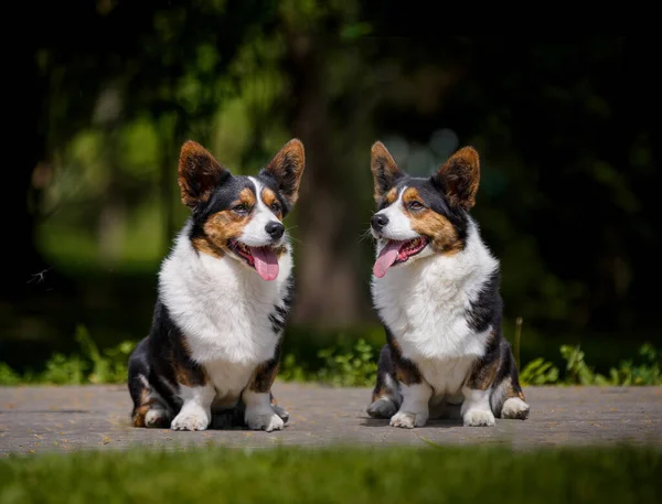 花のある公園のウェールズのコルギ犬 — ストック写真