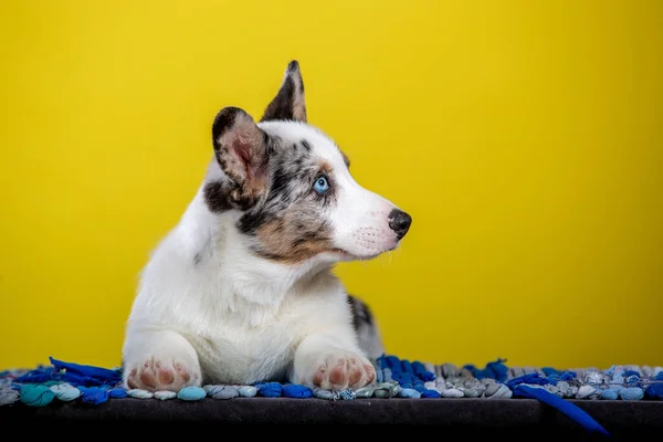 Modrá Merl Corgi Barva Welsh Corgi Štěně Různými Očima Studiu — Stock fotografie