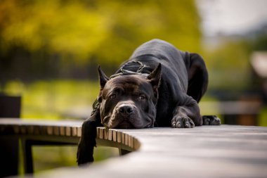 Black American Pitt Bull Terrier açık havada. Parktaki köprüde yatan gururlu köpek