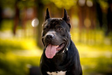 Black American Pitt Bull Terrier açık havada portreyi kapatıyor.